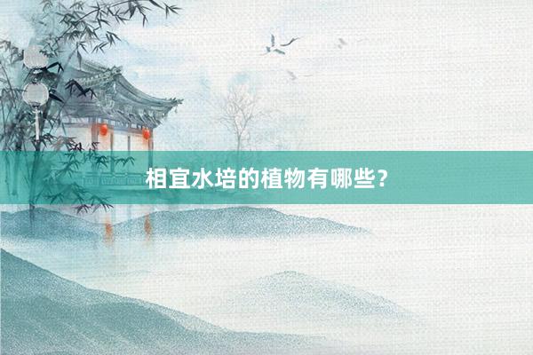 相宜水培的植物有哪些？
